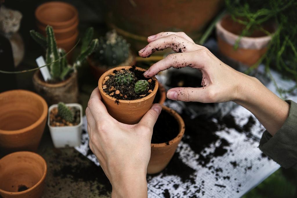 Hands holding a growing plant symbolizing sustainability